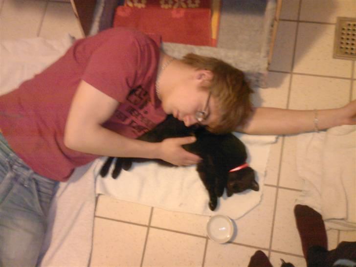 Huskat Zenia - Kæresten og katten sover sammen, på badeværelset hehe .. :)  billede 9