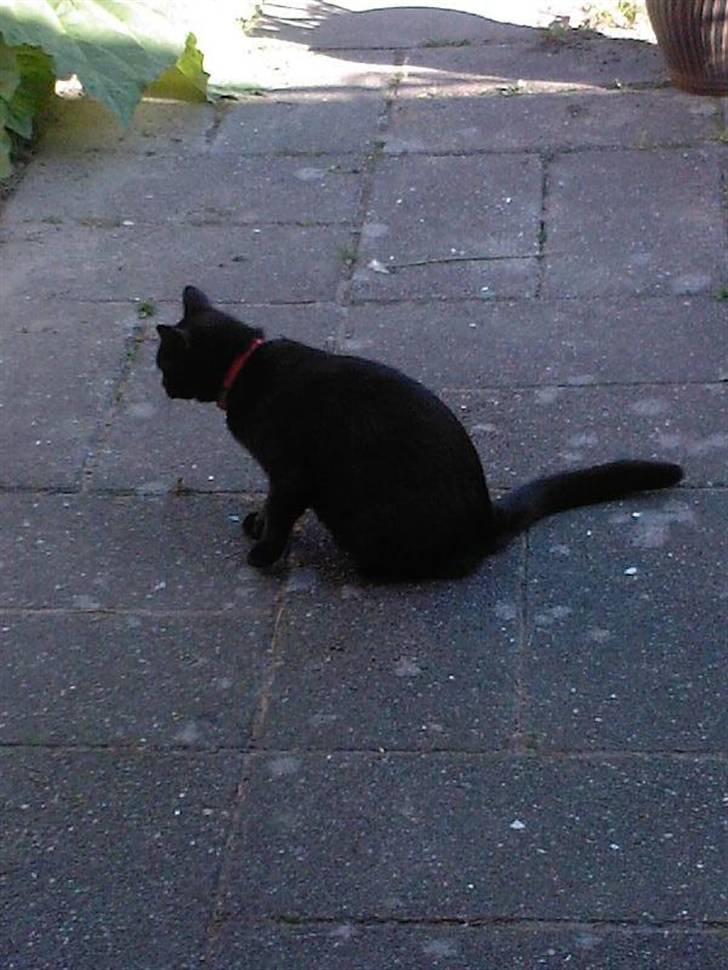 Huskat Zenia - Ude i haven, med ungerne i maven heh :)  billede 10