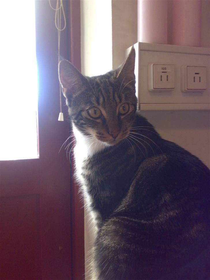 Blanding af racer Thorkild - Hvad?? billede 8