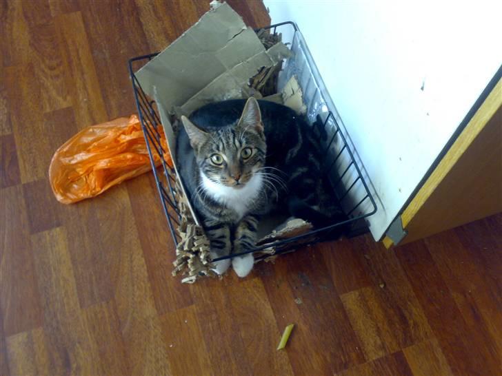 Blanding af racer Thorkild - Thorkild i hans elskede kasse... Der består af en gammel cykelkurv og en ultra-slidt gammel papkasse :-) billede 9