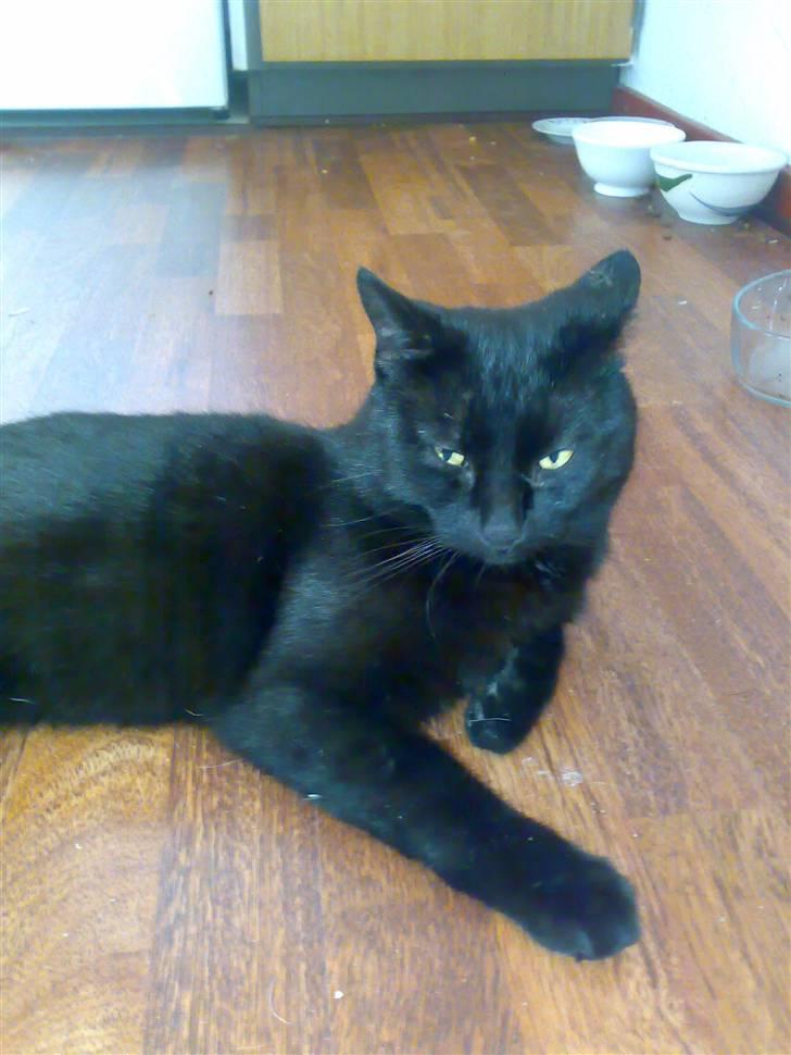 Blanding af racer Tiger - Jeg er nu altså godt nok lidt sur i dag... billede 4