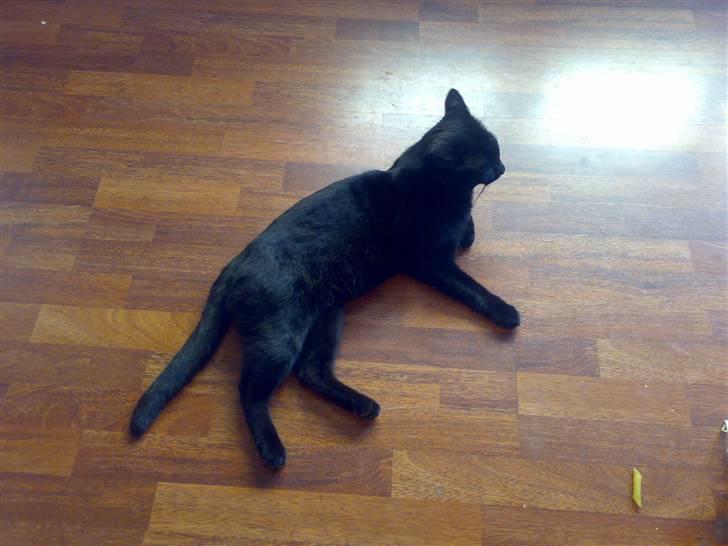 Blanding af racer Tiger - Nej mor!!! Jeg gider ikke fotograferes!!!!  billede 5