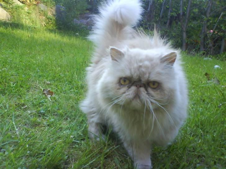 Perser Peröl - Miauv.!  billede 1