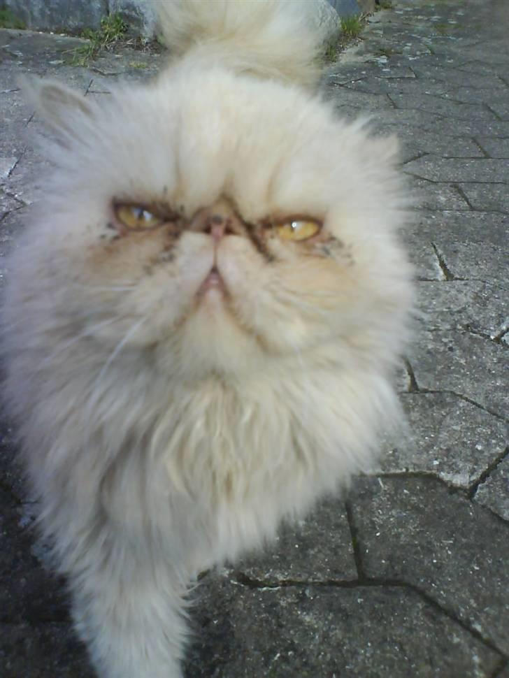 Perser Peröl - Waauw peröl. billede 2