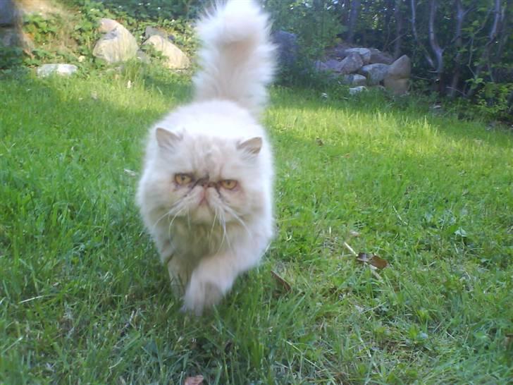 Perser Peröl - peröl er blevet cafe noir model forførende! simpelt hen billede 3