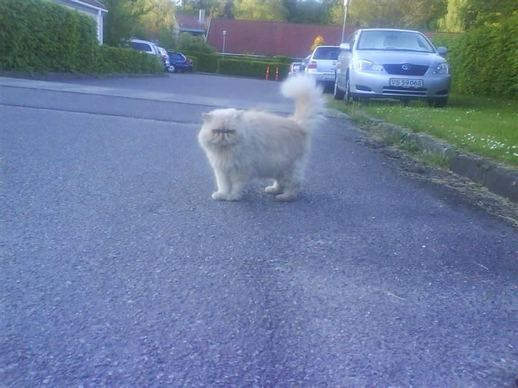 Perser Peröl - Smukke peröl billede 4