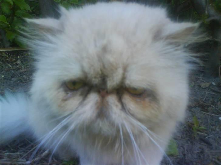 Perser Peröl - Peröl ser trist ud? billede 5