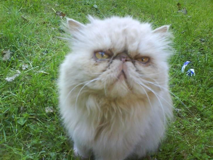 Perser Peröl - Nåår hvor err du dejlig peröl! billede 6