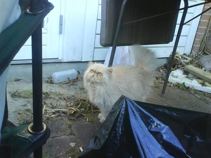 Perser Peröl - Per¨¨öl er intraseret i hvilket mad der bliver serveret. billede 7