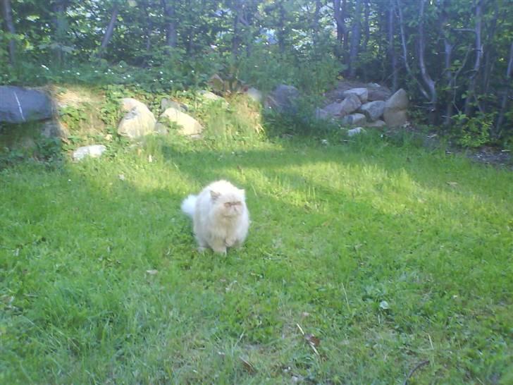 Perser Peröl - Peröl billede 8