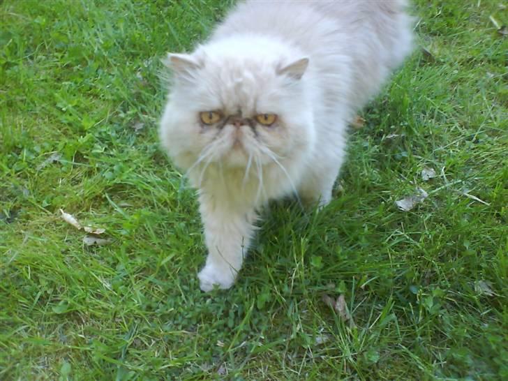 Perser Peröl billede 9