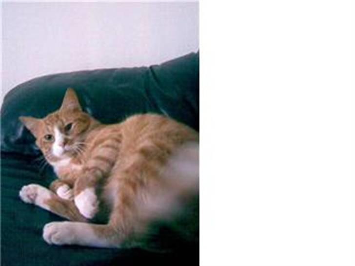 Huskat Kenzo billede 12