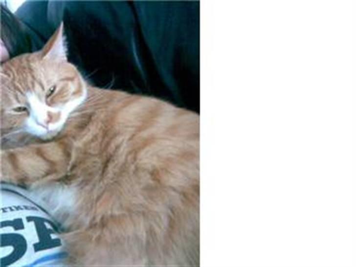 Huskat Kenzo billede 13