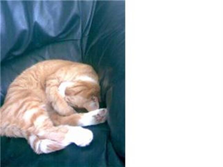 Huskat Kenzo billede 14