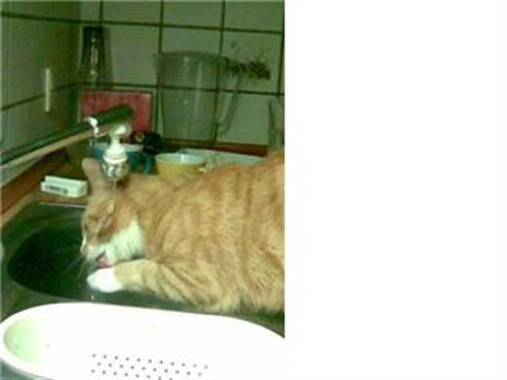 Huskat Kenzo billede 15