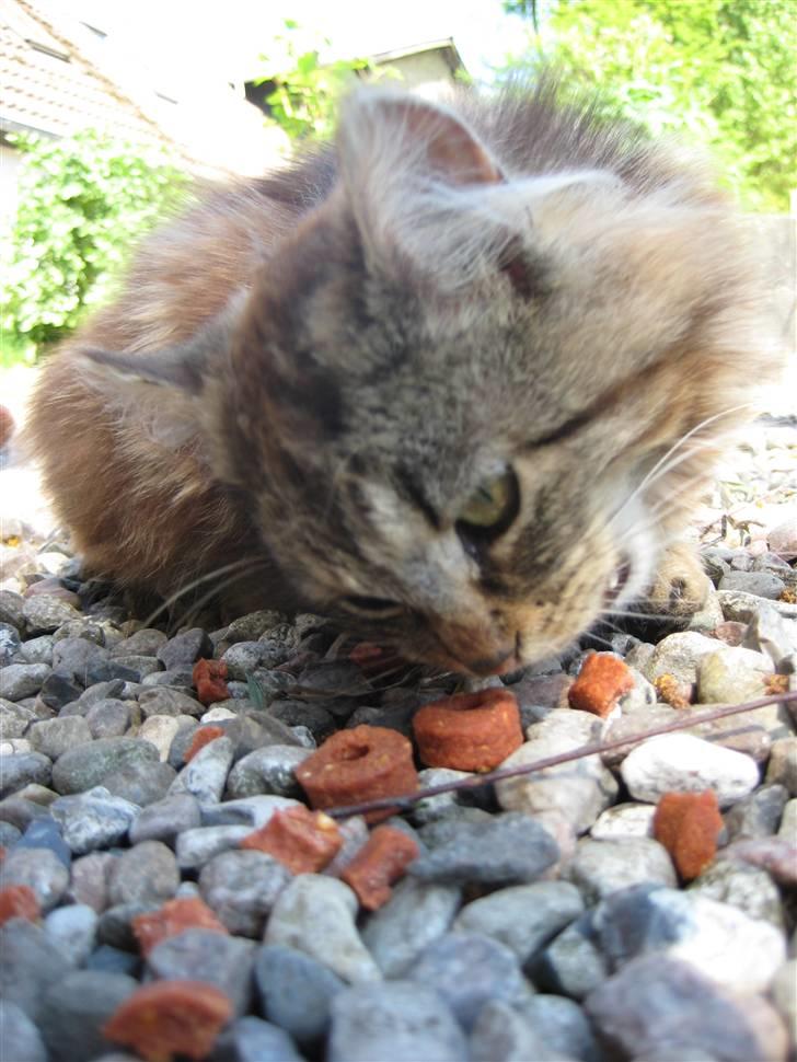 Norsk Skovkat Proptræk billede 9