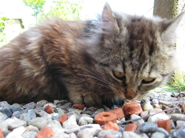 Norsk Skovkat Proptræk billede 10