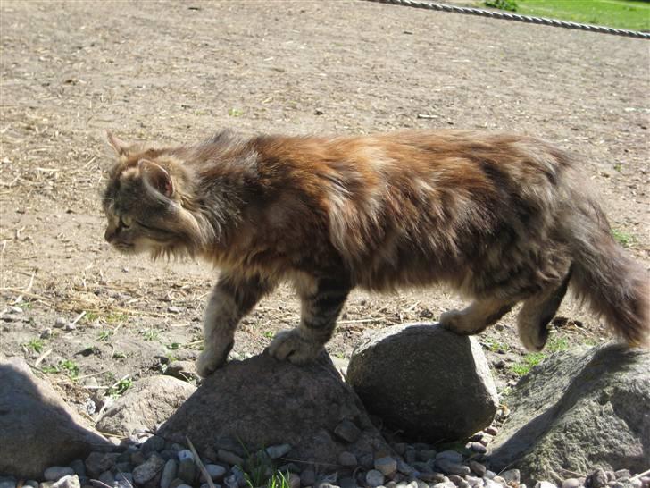 Norsk Skovkat Proptræk billede 11