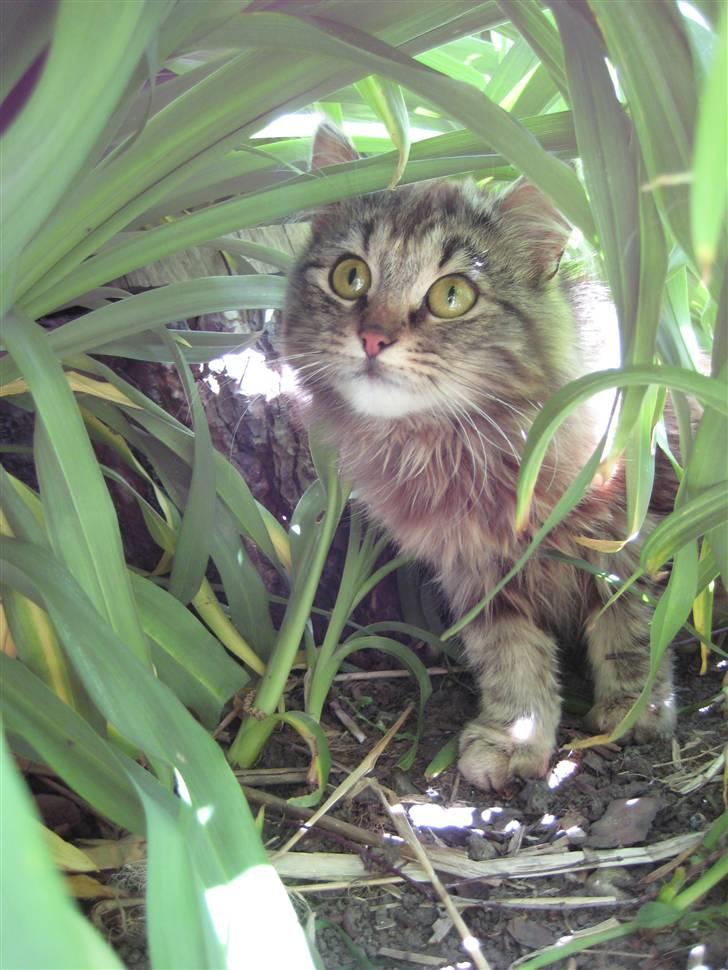 Norsk Skovkat Proptræk billede 12