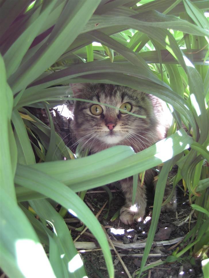 Norsk Skovkat Proptræk billede 13