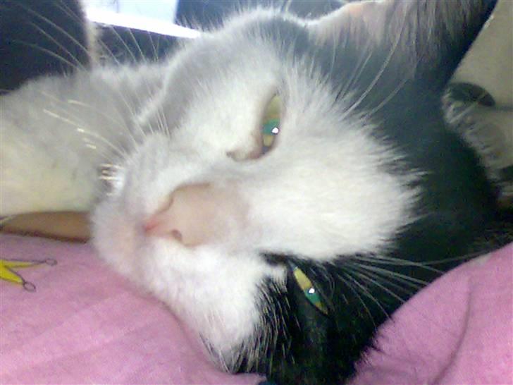 Huskat Kitty Myre billede 1