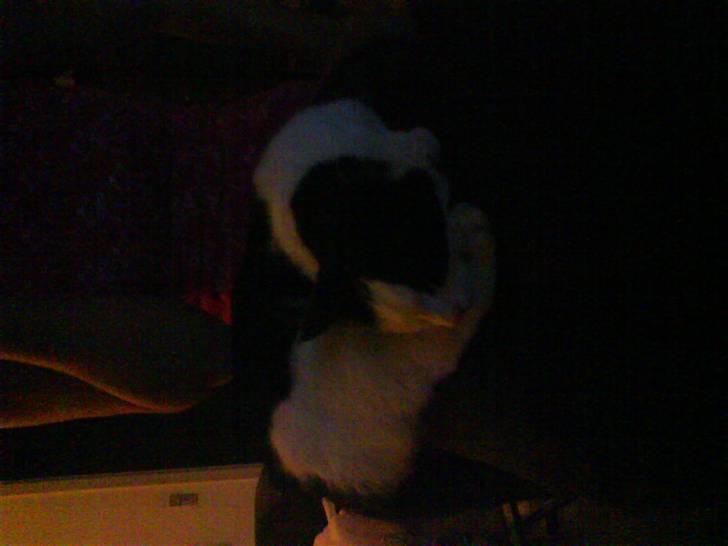 Huskat Kitty Myre billede 2