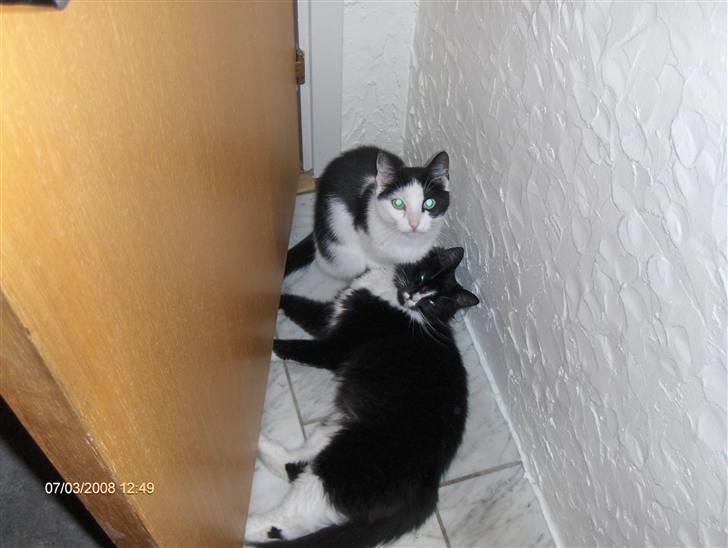 Huskat Kitty Myre - Kitty og hins barn fra seneste kuld.. billede 3