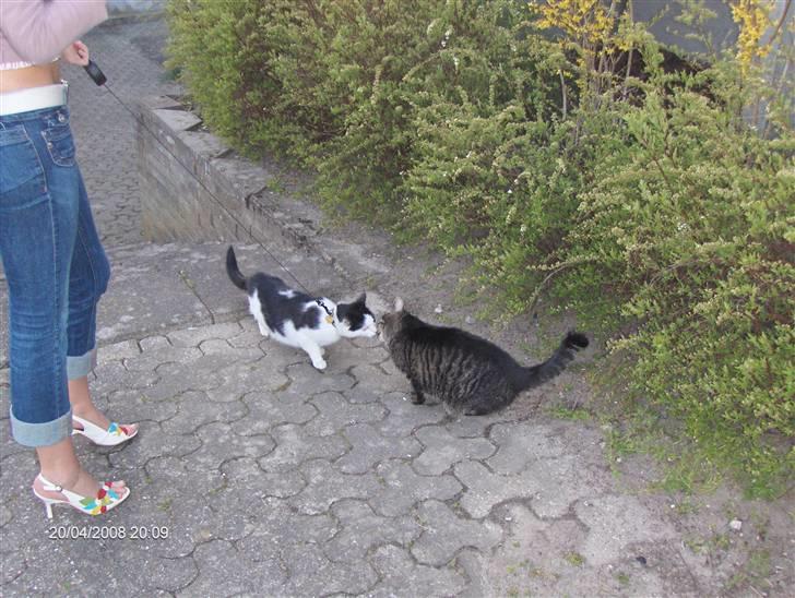 Huskat Kitty Myre billede 4