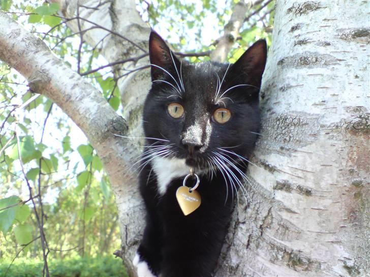 Huskat Shadow R.I.P billede 1