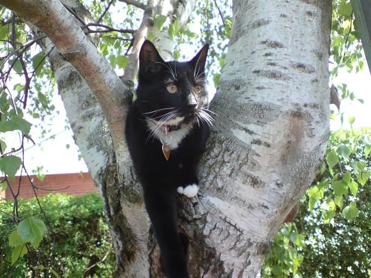 Huskat Shadow R.I.P billede 2