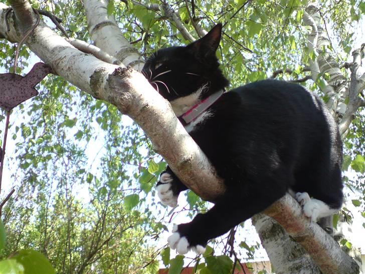 Huskat Shadow R.I.P billede 3