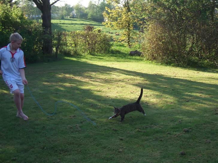 Blanding af racer miw billede 6