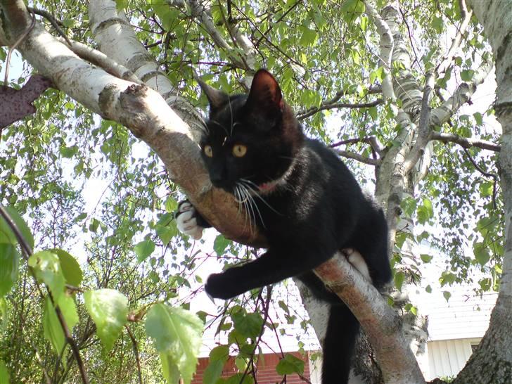 Huskat Shadow R.I.P billede 4