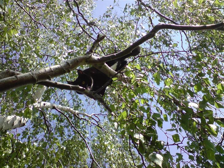 Huskat Shadow R.I.P billede 5