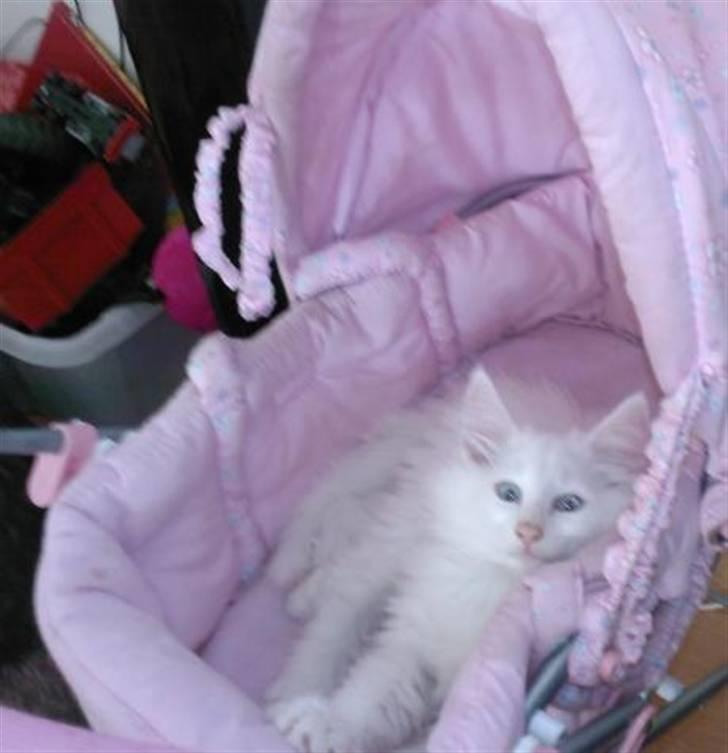 Norsk Skovkat Fyns Skovkatte's Annemone - 12 maj 2008 hun vejer nu 1240 gr billede 13