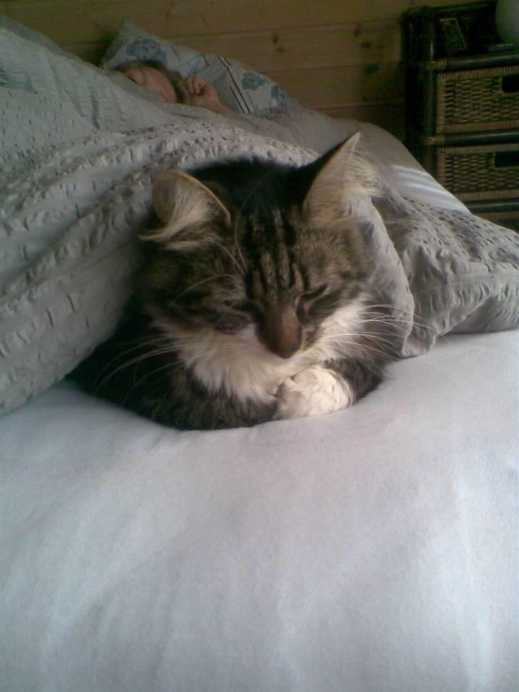 Norsk Skovkat jasmin - her putter jas under dynen billede 1