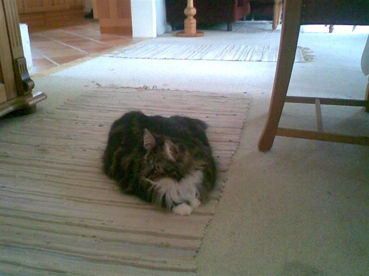 Norsk Skovkat jasmin - jas og mig var på weekend hos mine forældre billede 2