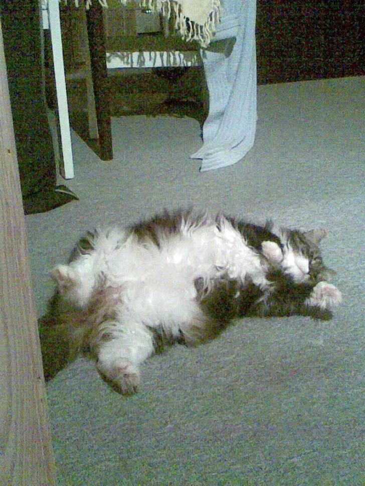 Norsk Skovkat jasmin - nus mig tænker jas billede 3