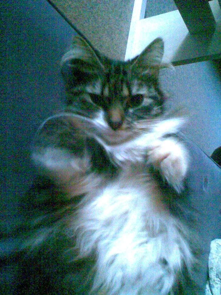 Norsk Skovkat jasmin - er hun ikke bare sød billede 4