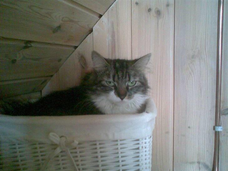 Norsk Skovkat jasmin - jeg tændte støvsugeren, jas var sur. billede 5