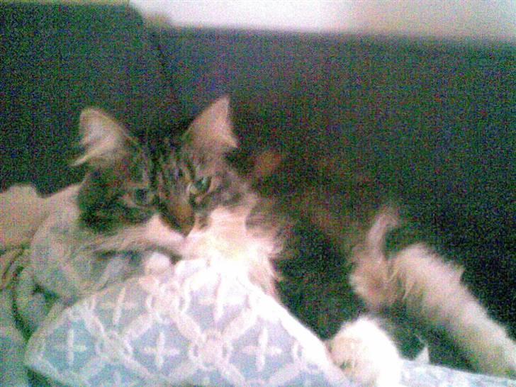 Norsk Skovkat jasmin - hendes yngling plads, sofaen. billede 6