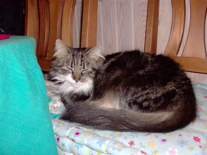 Norsk Skovkat jasmin - tyksak billede 7