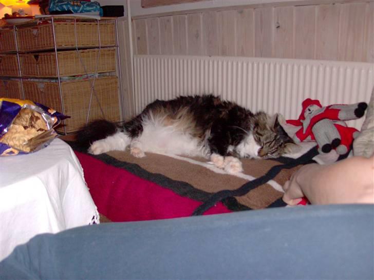 Norsk Skovkat jasmin - julehygge billede 8