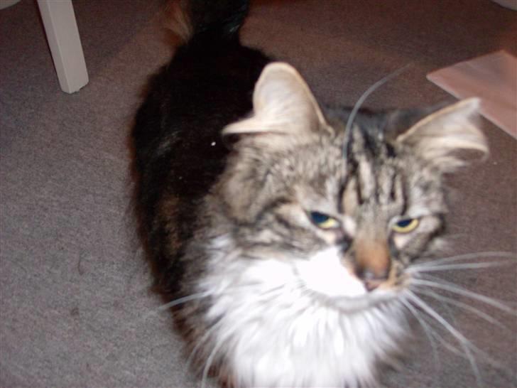 Norsk Skovkat jasmin - hun kan faktisk godt stå op. haha billede 9