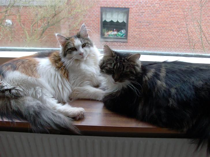 Norsk Skovkat jasmin - jasmin og cille min dejlige main coon. blev desværre kørt ihjel. snøft. billede 10