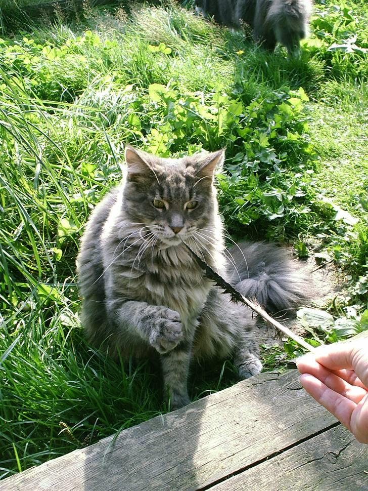 Maine Coon Corona aka Cassi billede 1