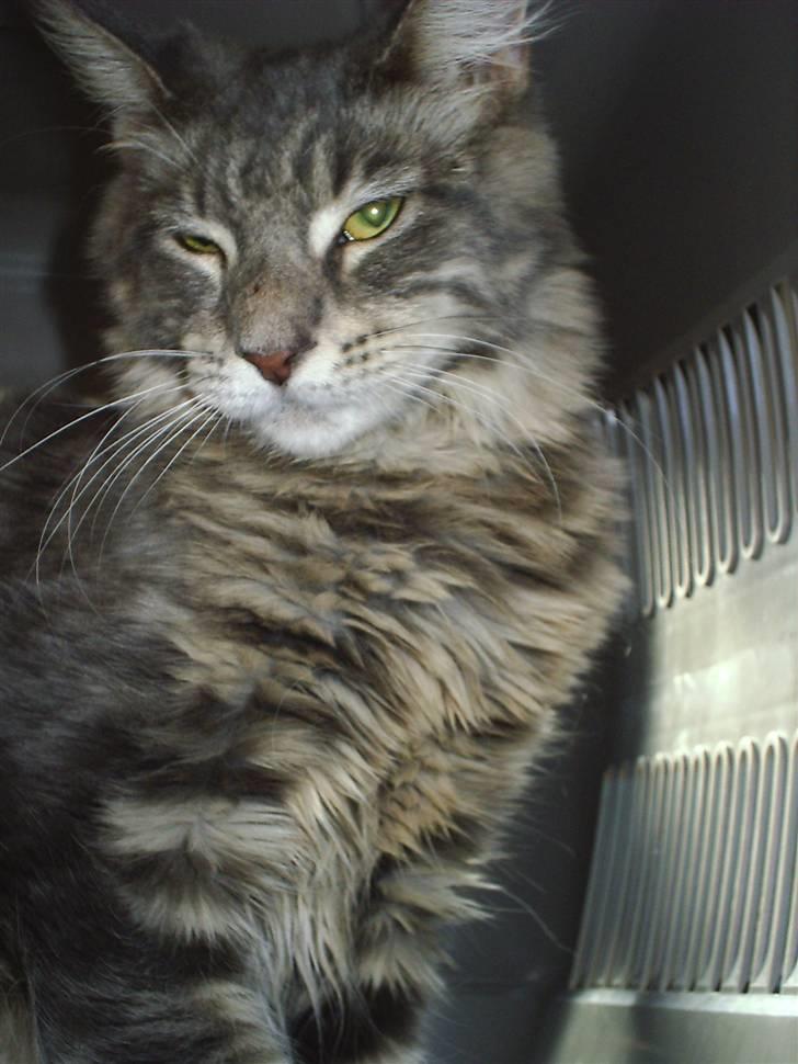 Maine Coon Corona aka Cassi billede 2