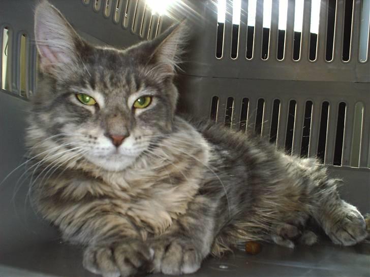 Maine Coon Corona aka Cassi billede 3