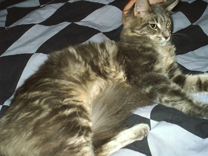 Maine Coon Corona aka Cassi billede 4