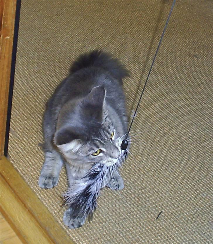 Maine Coon Corona aka Cassi billede 5